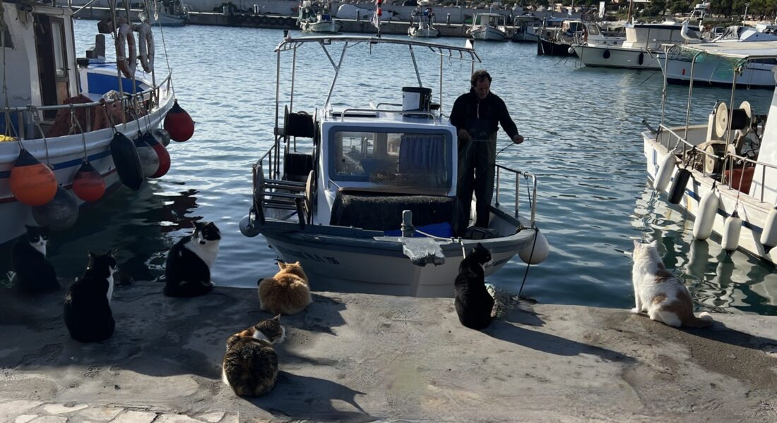 WAITING FOR THEIR BREAKFAST